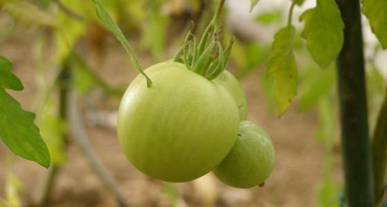 Tomates