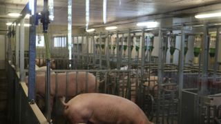 Dans 12 élevages sur les 38 enquêtés, les truies ne sont bloquées que pour l'insémination.