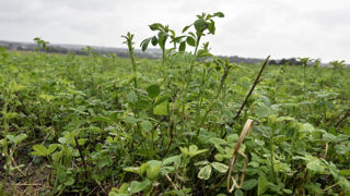 Les mélanges de légumineuse et graminées sont éligibles à l'aide couplée uniquement l'année du semis.
