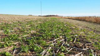 Le semis de couverts au drone intervient quelques semaines avant l'ensilage ou la moisson. Les plantules doivent résister au broyage. Le semis de couverts au drone intervient quelques semaines avant l'ensilage ou la moisson. Les plantules doivent résister au broyage.