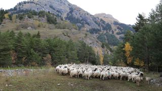 Des présidents de conseils de départements de montagne ont écrit au ministre de l'Agriculture pour lui demander l'accélération de la mise en place du plan loup.