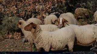 Pour un système traditionnel des Alpes transhumant par exemple, le montant maximal des pertes indirectes peut atteindre jusqu’à 75 € par brebis, sans rapport avec les 4 € au maximum par brebis, perçus aujourd’hui par un exploitant.