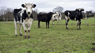 Sur la base d'un prix du lait de 450 €/1 000 l, la prime à la durabilité permet d'obtenir une augmentation de 1 %.