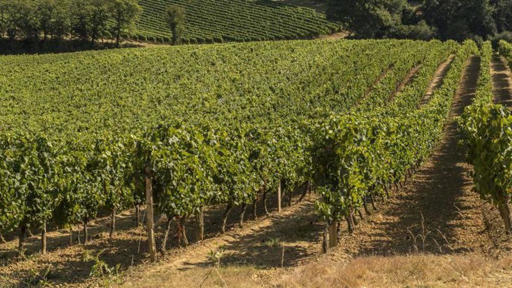 Autour de six filières, dont les métiers du grain et de l’agrofourniture, les productions animales, la viticulture... Vivadour affiche l’ambition d’agir positivement sur la structuration de son territoire au bénéfice de l’économie locale.