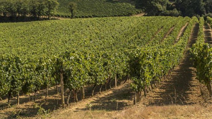 Autour de six filières, dont les métiers du grain et de l’agrofourniture, les productions animales, la viticulture... Vivadour affiche l’ambition d’agir positivement sur la structuration de son territoire au bénéfice de l’économie locale.