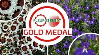 Coreopsis 'Corusco' et Lobelia 'Masterpiece' F1, couronnés d’or, seront mis en vitrine dans une cinquantaine de jardins de démonstration en Europe, aux Etats-Unis et en Asie.