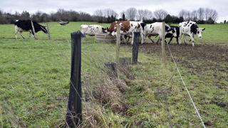 Prés de Nantes, des haies ont été replantées pour créer des paddocks.