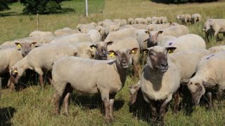 Grâce à une météo plus favorable en 2023, la fertilité des brebis s'est améliorée et les stocks fourragers se sont regarnis en 2023.