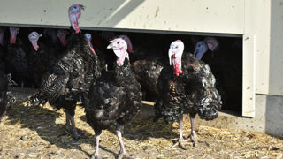 En 2023, la dinde ne représentait que 12,2 % des volailles consommées en France, loin derrière le poulet (79,8 %)