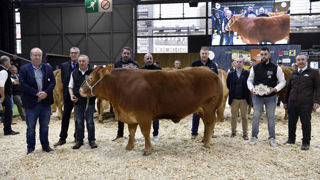 Dix vaches limousines de qualité label se sont vendues aux enchères entre 7000 euros et 9700 euros le 26 février 2024 dans le cadre du salon de l’agriculture.