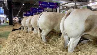 Les prix se sont envolés lors de la vente aux enchères des blondes d’Aquitaine de boucherie au Salon de l’agriculture. Les prix se sont envolés lors de la vente aux enchères des blondes d’Aquitaine de boucherie au Salon de l’agriculture.