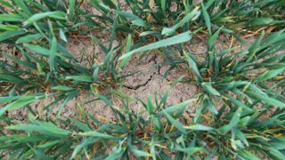 Les interprofessions des grandes cultures ont initié il y a deux ans un travail pour étudier l'adaptation de ces productions au changement climatique.