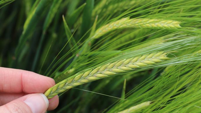 « Sting sera multipliée sur près de 1 000 ha ce printemps, ce qui en fera l’une des trois variétés les plus multipliées en France », se réjouit Saaten-Union.