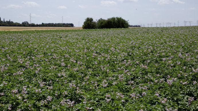Baisse des surfaces, rendements corrects mais avec davantage de moyens et gros calibres, hausse des refus de certification : le marché des plants de pommes de terre a été compliqué en 2023.