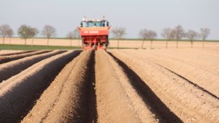 Des précautions sanitaires doivent être prises si les plants de pommes de terre sont coupés pour faire face à la pénurie.