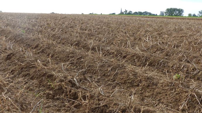 66 % des hectares de pommes de terre cultivés sont défanés, avec en moyenne 1,2 passage en 2023.