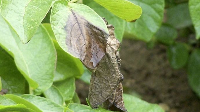 Le mildiou est apparu tardivement en 2023, ce qui a favorisé les produits de fin de cycle.