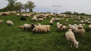 Les éleveurs ovins demandent une clause de sauvegarde pour la viande ovine dans tous les accords de libre-échange.