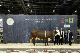Ovation, la championne adulte abondance, est une vache dotée d'une puissance exceptionnelle, d'une belle ouverture de côtes, d'un bassin établi à la perfection et d'une excellente locomotion. C'est un animal très laitier. Ovation, la championne adulte abondance, est une vache dotée d'une puissance exceptionnelle, d'une belle ouverture de côtes, d'un bassin établi à la perfection et d'une excellente locomotion. C'est un animal très laitier.