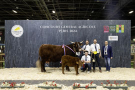 Orange, la championne salers, est une vache très solide, très élégante, avec d'excellents aplombs, un très bon dessus, une bonne ligne de dos, et un bassin très bien dessiné. Orange, la championne salers, est une vache très solide, très élégante, avec d'excellents aplombs, un très bon dessus, une bonne ligne de dos, et un bassin très bien dessiné.