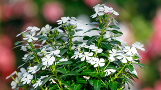 Catharanthus roseus SOIREE™ White. Catharanthus roseus SOIREE™ White.