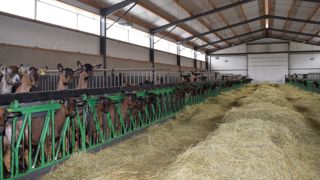 Écorner les chèvres évite les blessures entre animaux, en particulier au niveau des côtes et des mamelles.