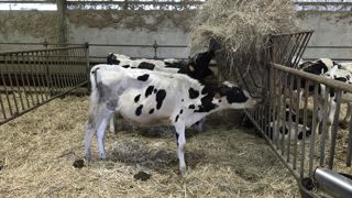 Symptômes. Poil piqué, gros ventres, retards de croissance. Ces signes sur des génisses lors de la rentrée pour l'hiver doivent alerter sur une possible infestation par des parasites internes. Symptômes. Poil piqué, gros ventres, retards de croissance. Ces signes sur des génisses lors de la rentrée pour l'hiver doivent alerter sur une possible infestation par des parasites internes.