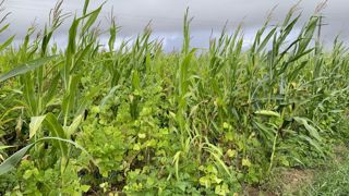 Le 5 septembre, les haricots sont bien développés. La végétation est dense, encore verte, les gousses sont bien présentes et il y a encore des fleurs.
