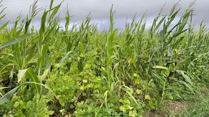 Le 5 septembre, les haricots sont bien développés. La végétation est dense, encore verte, les gousses sont bien présentes et il y a encore des fleurs.