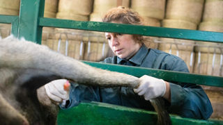Avant la fin du mois de mars 2024, chaque département doit réaliser 45 prélèvements dans au moins trois élevages de ruminants pour surveiller la circulation de la fièvre catarrhale ovine. Avant la fin du mois de mars 2024, chaque département doit réaliser 45 prélèvements dans au moins trois élevages de ruminants pour surveiller la circulation de la fièvre catarrhale ovine.