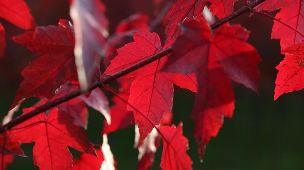 Acer rubrum RedPointe Frank Jr. Acer rubrum RedPointe Frank Jr.