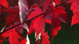Acer rubrum RedPointe Frank Jr. Acer rubrum RedPointe Frank Jr.