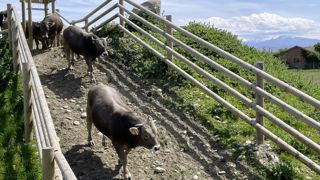 Le test a aussi été réalisé sur des bruna d'Andorra, race partenaire de la gasconne des Pyrénées.