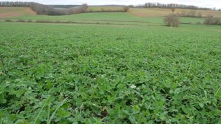 En couverts d'automne précoces comme en semis sous couvert, les trèfles (ici violet) peuvent être conseillés.