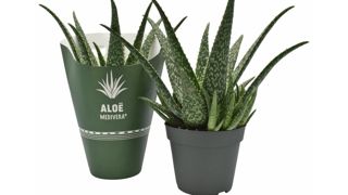 Cet Aloe a été déclaré « IPM Innovation 2024 » en plantes vertes. Cet Aloe a été déclaré « IPM Innovation 2024 » en plantes vertes.