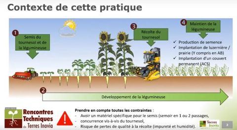 Pratique association tournesol -légumineuses fourragères