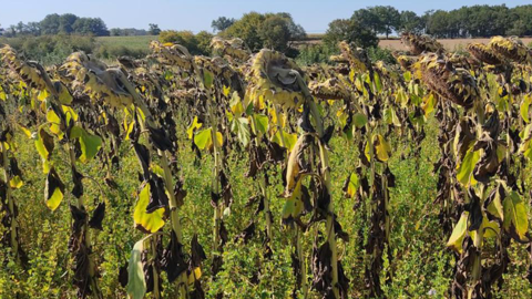 Le GIEE Magellan et Terres Inovia partagent les résultats de leur plateforme dédiée à l'association entre tournesol et légumineuses fourragères. Le GIEE Magellan et Terres Inovia partagent les résultats de leur plateforme dédiée à l'association entre tournesol et légumineuses fourragères.