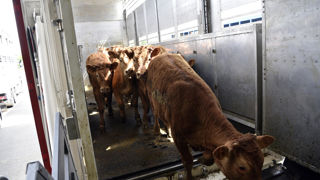 Le ministère de l’Agriculture recense 4 025 foyers de maladie hémorragique épizootique (MHE), au 14 mars 2024 dans les élevages français. Le ministère de l’Agriculture recense 4 025 foyers de maladie hémorragique épizootique (MHE), au 14 mars 2024 dans les élevages français.