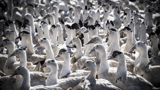 L’abaissement du niveau de risque vis-à-vis de la grippe aviaire, permet le retour sous condition des canards prêts à gaver sur parcours. L’abaissement du niveau de risque vis-à-vis de la grippe aviaire, permet le retour sous condition des canards prêts à gaver sur parcours.