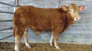 Toskan, top-price espoir, est un animal qui s'annonce puissant avec son dos large et épais, son bassin très ouvert, et sa cuisse large et rebondie. Ses caractéristiques de facilité de vêlage et aptitudes au vêlages lui valent le label Velage +.