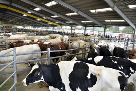 Sur un an, les abattages de vaches laitières accusent une baisse de 4,9 % en janvier 2024, et ceux de vaches allaitantes une chute de 5,9 %. Sur un an, les abattages de vaches laitières accusent une baisse de 4,9 % en janvier 2024, et ceux de vaches allaitantes une chute de 5,9 %.