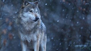 Pour les associations de défense des animaux, la population de loups européenne est fragile et son statut de protection ne doit pas changer. Pour les associations de défense des animaux, la population de loups européenne est fragile et son statut de protection ne doit pas changer.