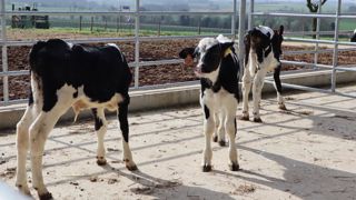 Cirveau est une nouvelle station d’expérimentation consacrée au veau de boucherie à Mauron (Morbihan), qui remplace celle du Rheu.