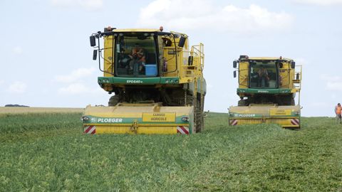 De juin à août, les automotrices de récolte de pois Oxbo EPD540e tournent à plein régime.