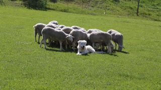 « Souvent les gens pensent que la montagne est à tout le monde, constate Denise Leiboff, présidente de la Fédération nationale des communes pastorales. Ils ne savent pas que les éleveurs payent pour faire pâturer leur troupeaux. »