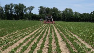 Le soja et les protéagineux bio ne sont pas concernés par des déclassements en 2023.