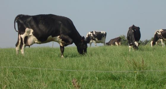 Vaches laitières holstein dans un pré