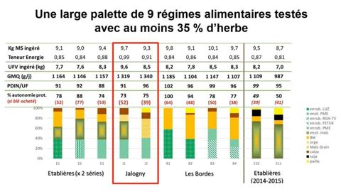 Rations pour l engraissement de jeunes génisses