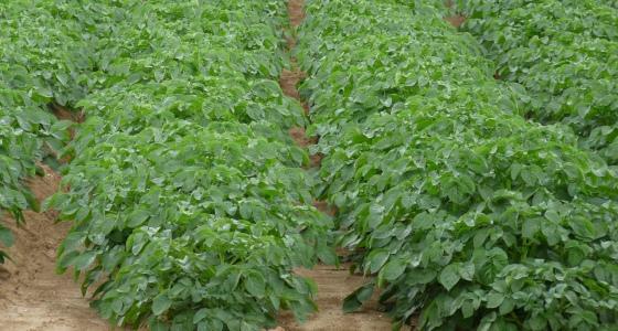 Pommes de terre