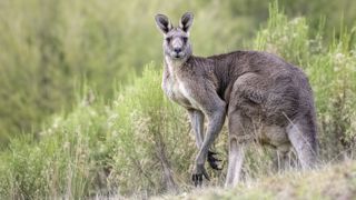Chez les kangourous, des bactéries acétogènes et homoacétogènes remplissent la même fonction que les bactéries méthanogènes du rumen. Chez les kangourous, des bactéries acétogènes et homoacétogènes remplissent la même fonction que les bactéries méthanogènes du rumen.